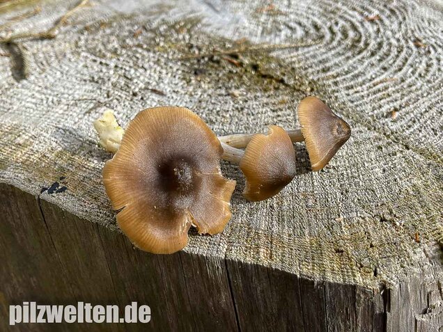 Geradrandiger Rötling, Entocybe turbida