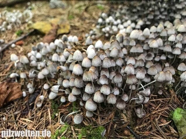 Gesäter Tintling, Coprinellus disseminatus