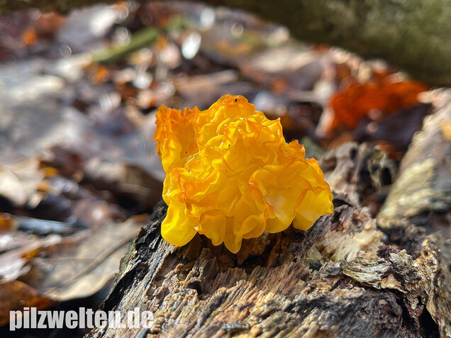Goldgelber Zitterling, Yellow Brain Fungus, Tremella mesenterica