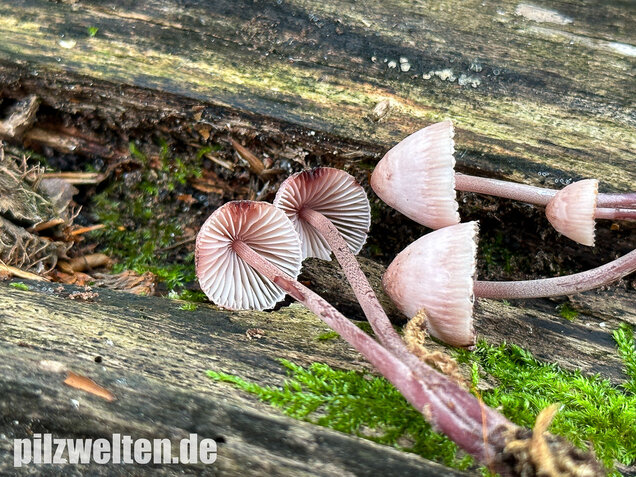 Großer Bluthelmling, Mycena haematopus