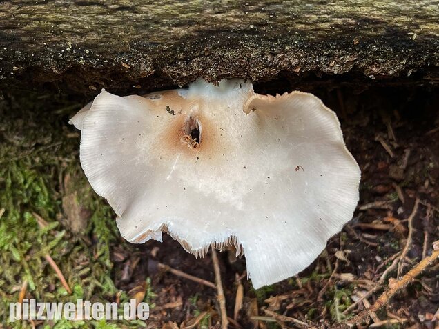 Großes Stummelfüßchen, Crepidotus autochthonus