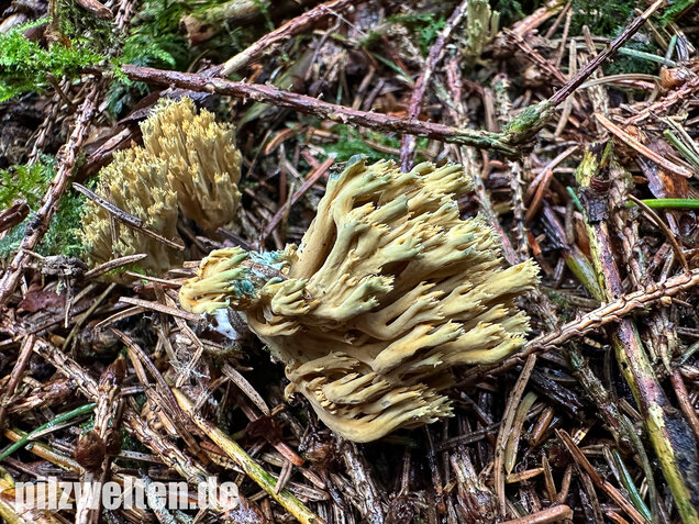 Grünfleckige Fichtenkoralle, Phaeoclavulina abietina