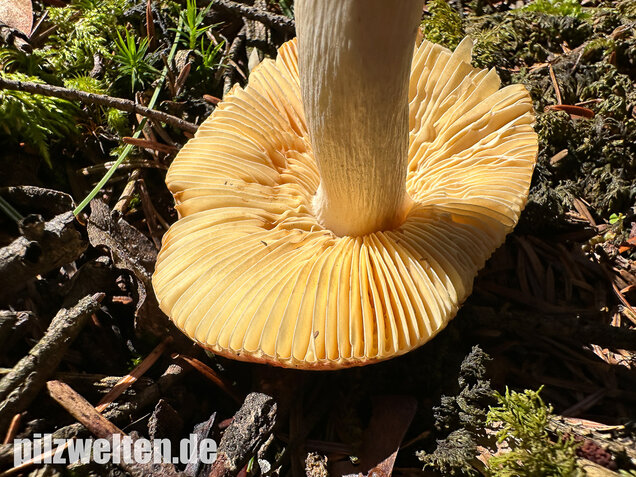 Hohlstieltäubling, Weißtannentäubling, Russula cavipes