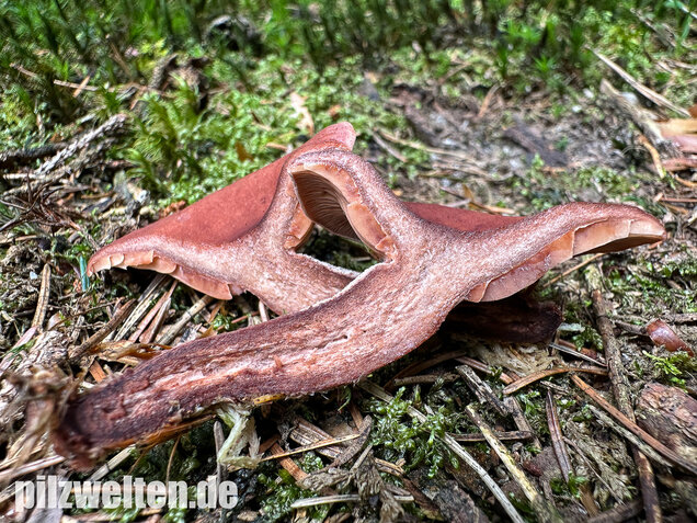 Kampfermilchling, Lactarius camphoratus
