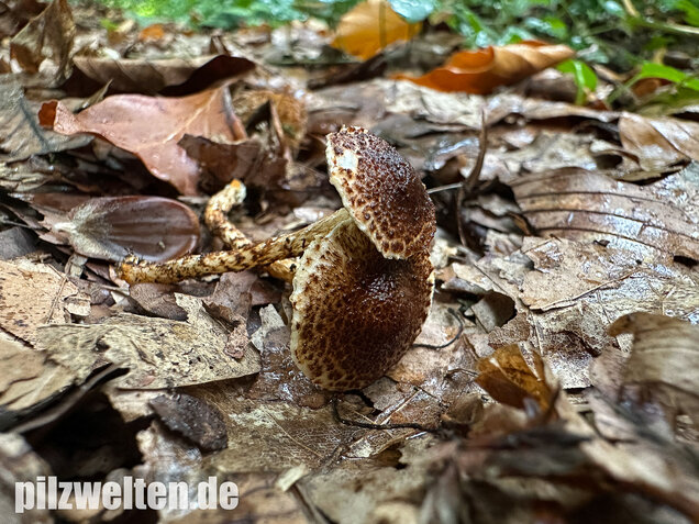 Kastanienbrauner Schirmling, Lepiota castanea