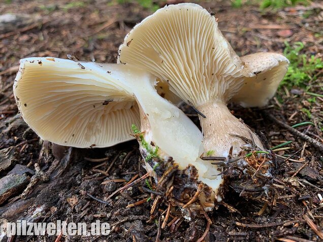 Keulenfüßiger Trichterling, Ampulloclitocybe clavipes