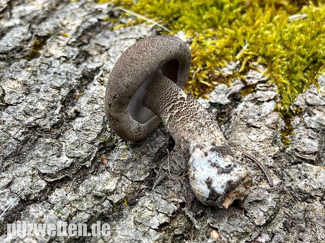Maiporling, Lentinus substrictus