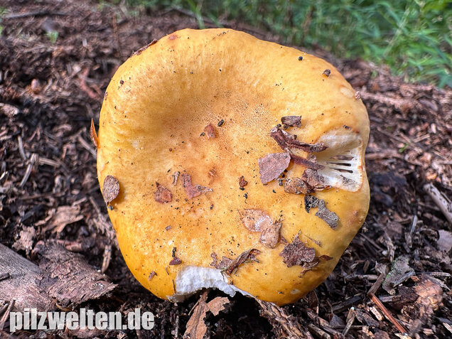 Ockergelber Täubling, Zitronentäubling, Russula ochroleuca