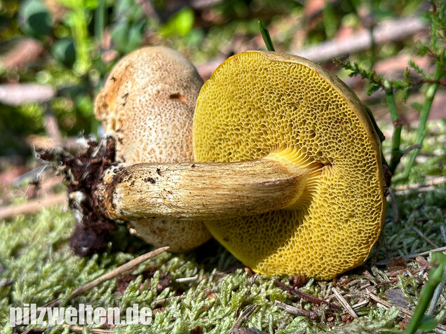 Parasitischer Röhrling, Pseudoboletus parasiticus