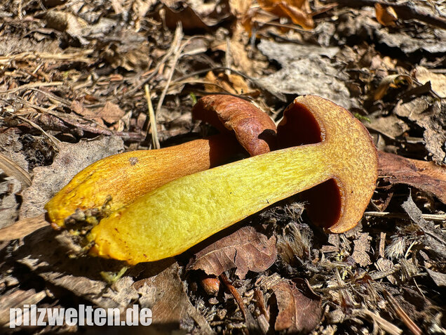 Pfefferröhrling, Chalciporus piperatus