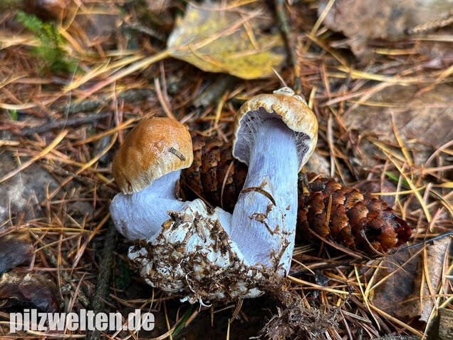 Purpurfleckender Klumpfuß, Thaxterogaster purpurascens