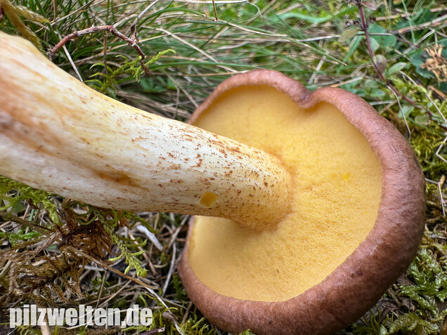 Ringloser Butterpilz, Suillus collinitus