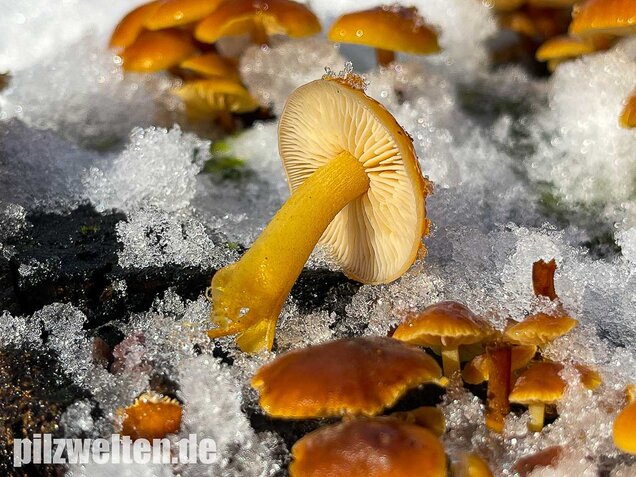 Samtfußrübling, Winterrübling, Flammulina velutipes