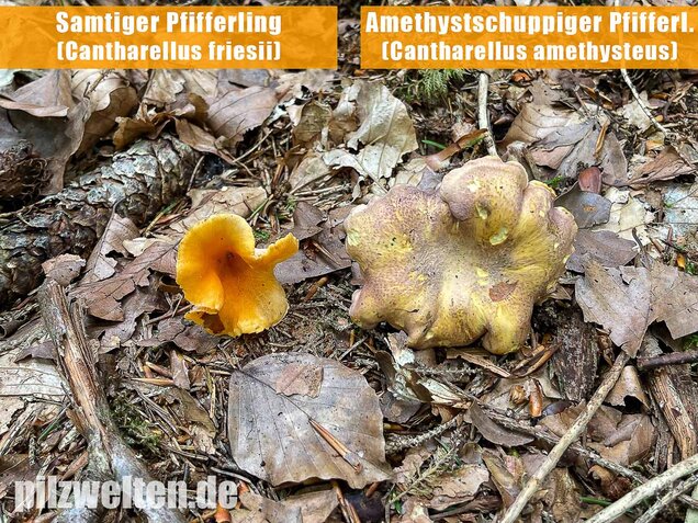 Samtiger Pfifferling, Cantharellus friesii