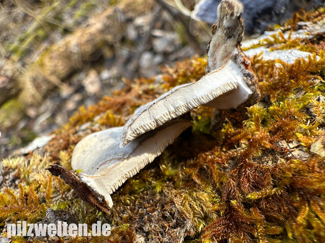 Schmetterlingstramete, Turkey tail mushroom, Trametes versicolor