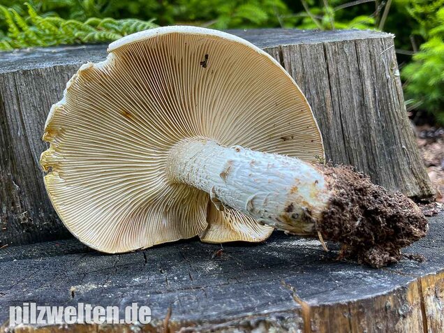 Schuppiger Sägeblättling, Neolentinus lepideus