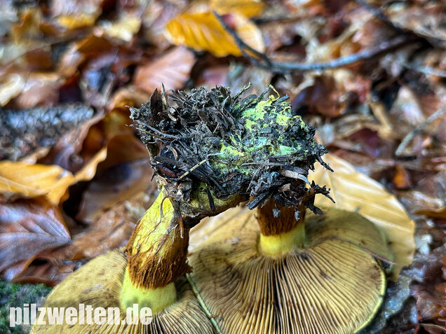 Schwarzgrüner Klumpfuß, Calonarius atrovirens