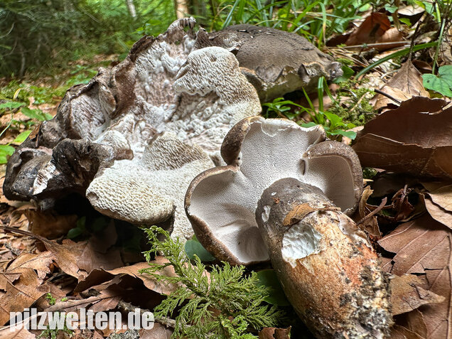 Schwarzweißer Rußporling, Boletopsis leucomelaena