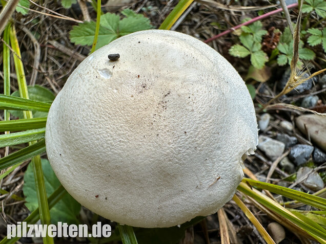 Seidiger Egerlingsschirmling, Leucoagaricus holosericeus