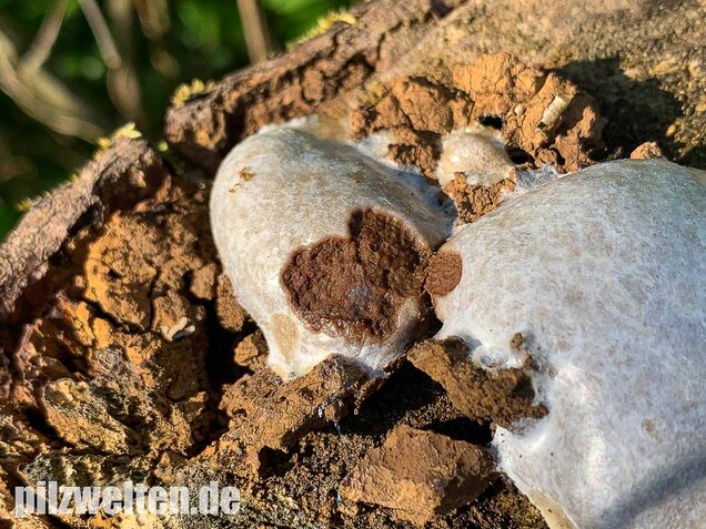 Stäublings-Schleimpilz, Enteridium lycoperdon