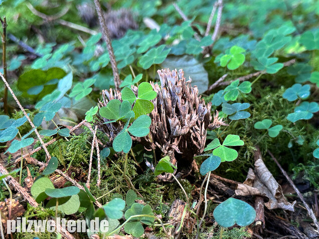 Stinkender Warzenpilz, Stinkende Lederkoralle, Thelephora palmata