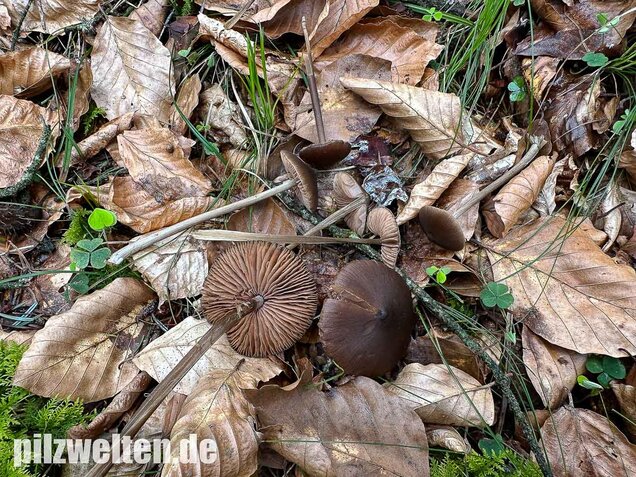 Traniger Rötling, Gebrechlicher Glöckling, Entoloma hirtipes
