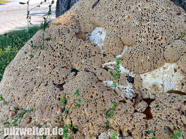 Tropfender Schillerporling, Pseudoinonotus dryadeus