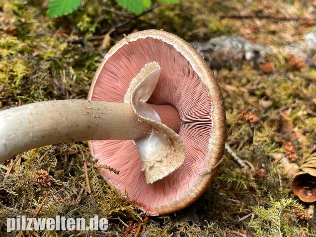Kleiner Waldchampignon, Agaricus silvaticus