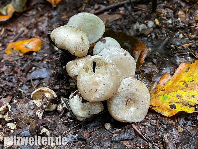 Weißer Büschelrasling, Leucocybe connata
