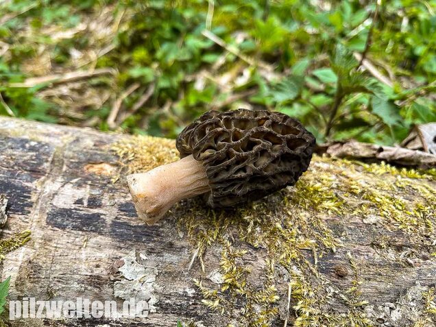 Spitzmorchel, Morchella elata, Morchella conica
