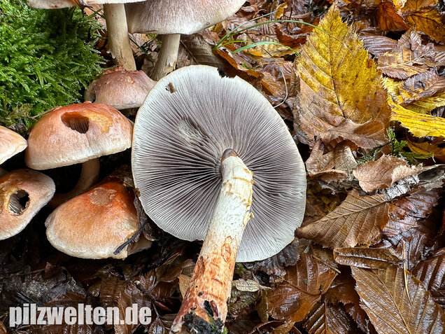 Ziegelroter Schwefelkopf, Hypholoma lateritium