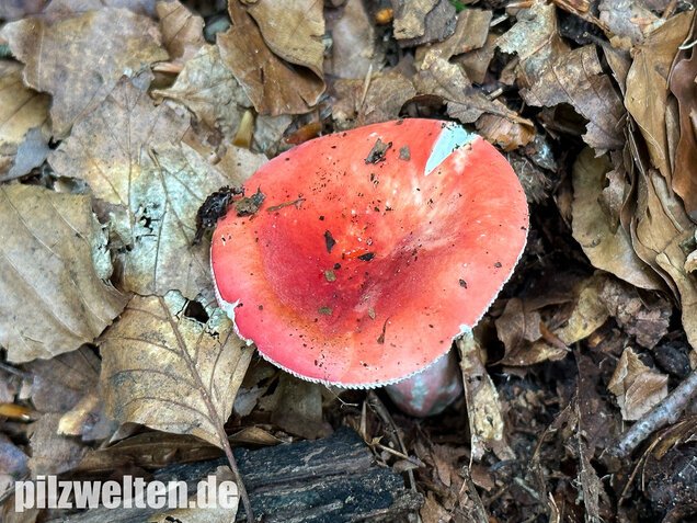 Zinnoberroter Täubling, Harter Zinnobertäubling, Russula rosea