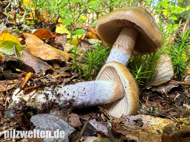 Honigschleimfuß, Runzeliggeriefter Schleimfuß, Cortinarius stillatitius