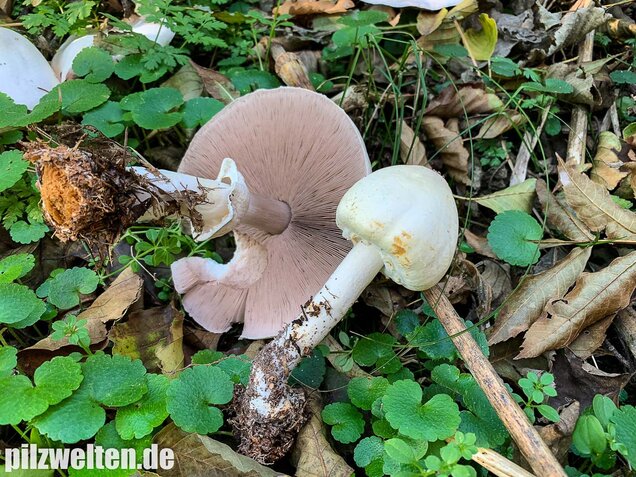 Dünnfleischiger Anischampignon, Agaricus silvicola