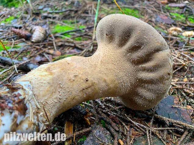 Beutelstäubling, Lycoperdon excipuliforme