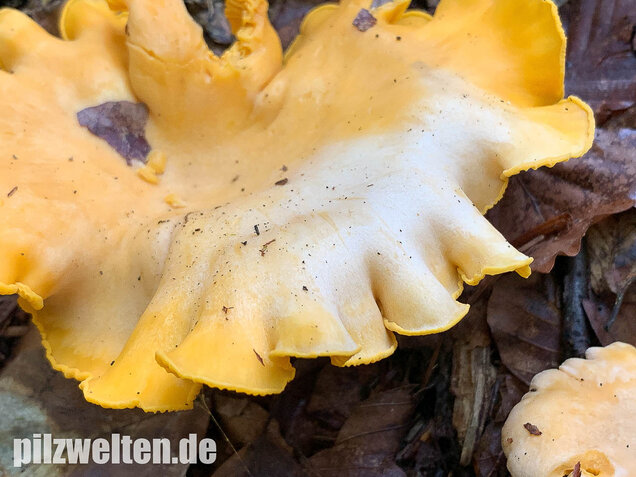 Blasser Pfifferling, Cantharellus pallens