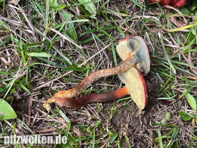 Blutroter Filzröhrling, Blutroter Röhrling, Hortiboletus rubellus
