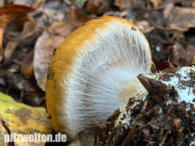 Breitknolliger Klumpfuß, Cortinarius saporatus