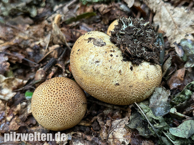 Dickschaliger Kartoffelbovist, Scleroderma citrinum
