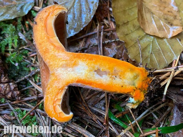 Edelreizker, Lactarius deliciosus