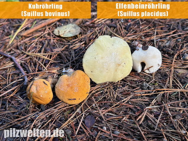 Elfenbeinröhrling, Weymouthsröhrling, Suillus placidus