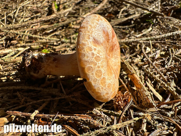 Wasserfleckiger Trichterling, Paralepista gilva