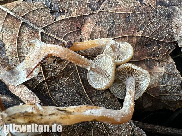 Fettigglänzender Häubling, Blätter-Scheinschüppling, Meottomyces dissimulans
