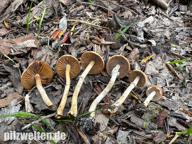 Frühlings-Glockenschüppling, Conocybe aporos