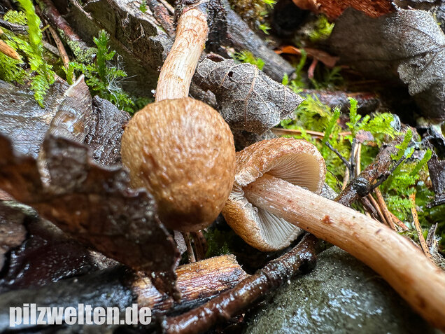 Frühlingsrisspilz, Später Risspilz, Inocybe nitidiuscula