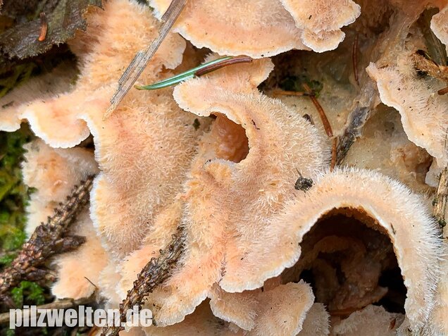 Gallertfleischiger Fältling, Phlebia tremellosa