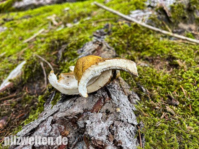 Gelbgrüner Kammporling, Laeticutis cristata