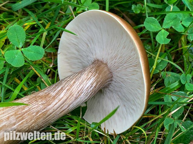 Gemeiner Weichritterling, Melanoleuca melaleuca