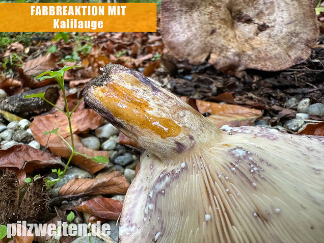 Gezonter Violettmilchling, Lactarius violascens
