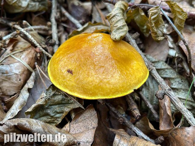 Goldröhrling, Suillus grevillei
